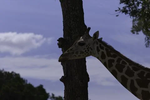Closeup Shot Of Giraffe Standing By A Tree Stock Photos