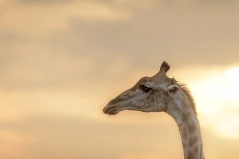 Closeup shot of a giraffes face with a blurred sky in the background Stock Photos