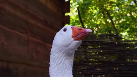 Closeup shot of a goose head beak 库存影片 72185194