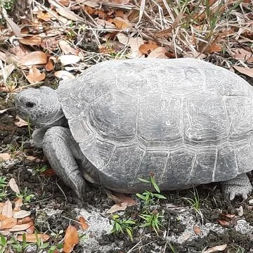 Closeup shot of a gopher tortoise on the ground with autumn leaves. Stock Photos