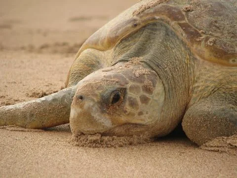 Closeup shot of a gopher tortoise on the sand Stock Photos