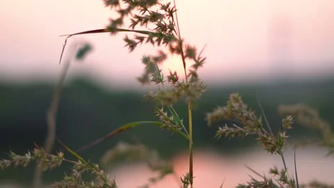 Closeup shot of grass besides the lake during the sunset Stockbeeldmateriaal 157539780