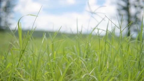 Closeup shot of Grass 動画素材 234858735