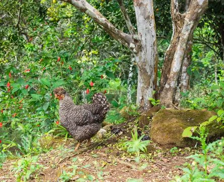 Closeup shot of a gray patterned hen in the field with flowers and plants Stock Photos