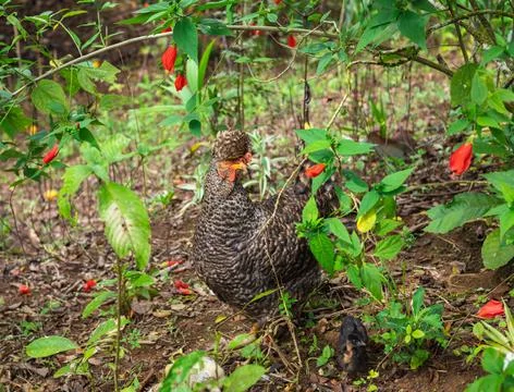 Closeup shot of a gray patterned hen in the field with flowers and plant Stock Photos