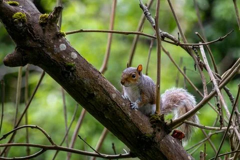 A closeup shot of a gray squirrel on the tree. UK Scotland Stock Photos
