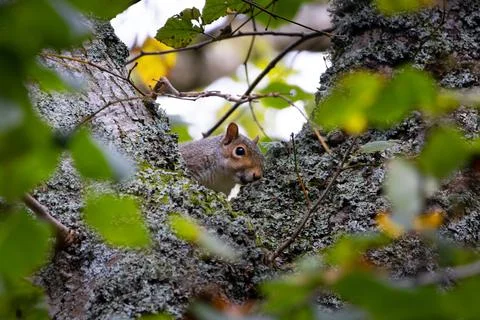A closeup shot of a gray squirrel on the tree. UK Scotland Stock Photos