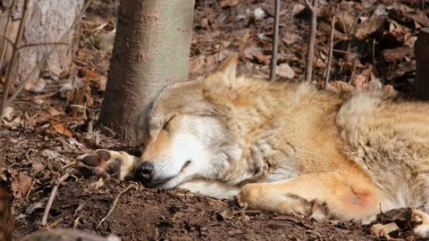 A closeup shot of a gray wolf having a sleeping in the shade of the forest. 4k Stock Footage 237143887