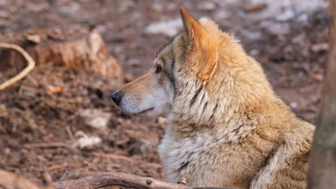 A closeup shot of a gray wolf having a rest in the shade of the forest. 4k Stock Footage 237144146