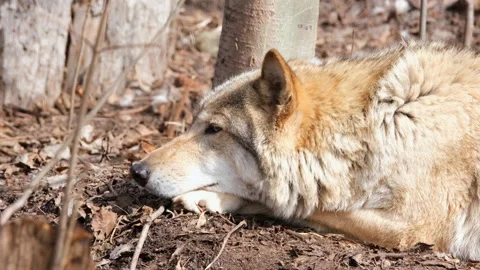 A closeup shot of a gray wolf having a rest in the shade of the forest. 4k Stock Footage 237418169