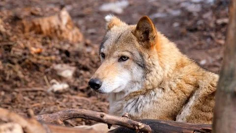 A closeup shot of a gray wolf having a rest in the shade of the forest. Wildlife Stock Photos