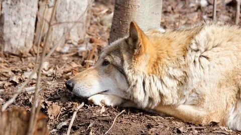 A closeup shot of a gray wolf having a rest in the shade of the forest. Wildlife Stock Photos