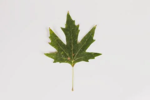 Closeup shot of green fall leaf Isolated on white background Stock Photos
