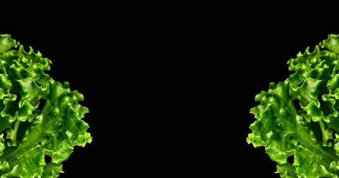 Closeup shot with Green Lettuce on the left and right sides with little leaf Stock Footage 135853565