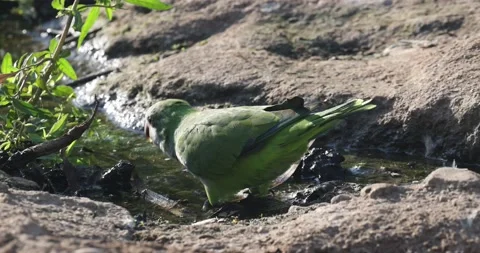 Closeup shot of a green parrot drinking water from the creek Stock Footage 231895570