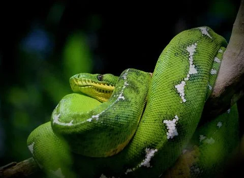 Closeup shot of a green python crawled on the tree Foto stock