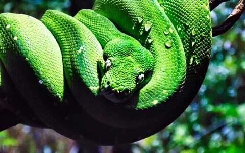 A closeup shot of a Green python (Morelia Viridis) comfortably coiled on a tr Stock Photos
