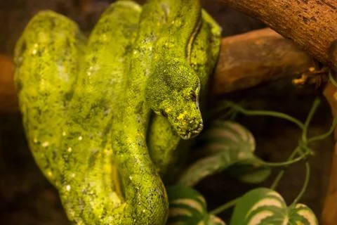 Closeup shot of a green python on a tree branch Foto stock