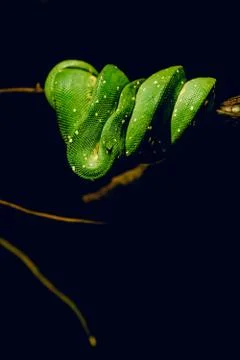 Closeup shot of a green snake folded around a branch of a tree in the dark Fotos de archivo