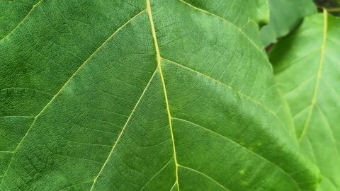 Closeup Shot of Green Teak Leaf Showing Natural Vein Pattern and Texture Stock Footage 340858116