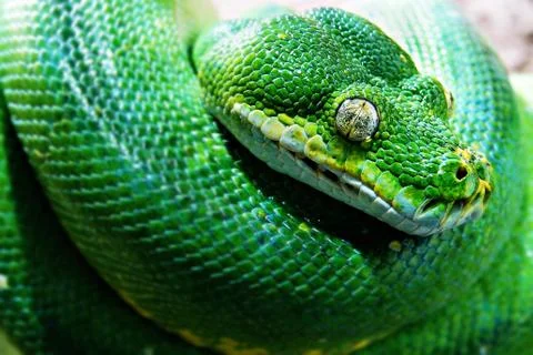 Closeup shot of a green tree python snake Stock Photos