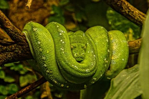 Closeup shot of a green tree python hanging on tree branch 写真素材
