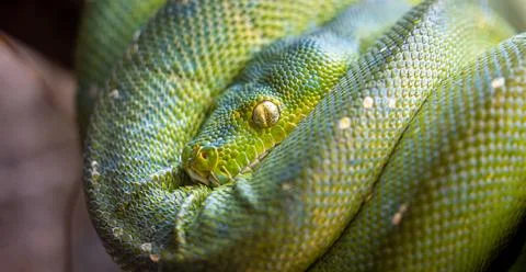 Closeup shot of a green tree python Foto stock