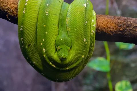 Closeup shot of a Green tree python on a tree branch Foto stock