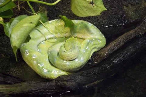 Closeup shot of a green tree python in the water Stock Photos