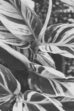 Closeup shot of greenery in grayscale Stock Photos