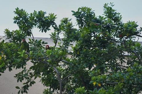 Closeup shot of a group of mitred parakeets on a green tree 스톡 사진