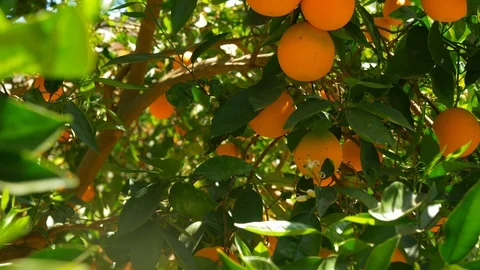 Closeup Shot of a Group of Oranges from the Same Tree. 스톡 동영상 116562320
