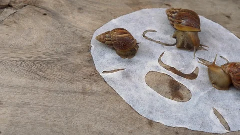 Closeup shot of group of snails on a white mask for the face shot on a wooden Stock Footage 117553891