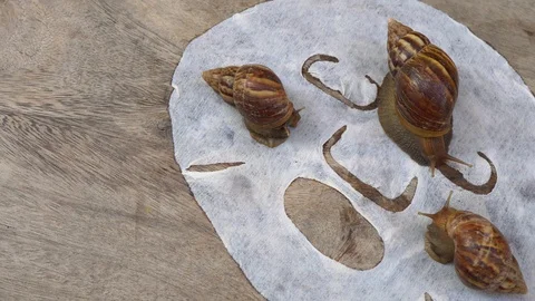 Closeup shot of group of snails on a white mask for the face shot on a wooden Stock Footage 117555553