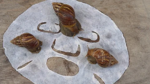 Closeup shot of group of snails on a white mask for the face shot on a wooden Stock Footage 117557183