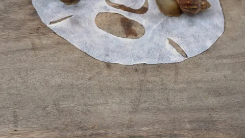 Closeup shot of group of snails on a white mask for the face shot on a wooden Stock Footage 117557238