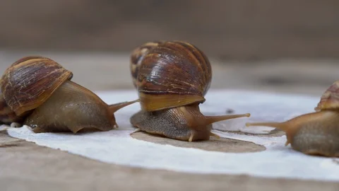 Closeup shot of group of snails on a white mask for the face shot on a wooden Stock Footage 117558587