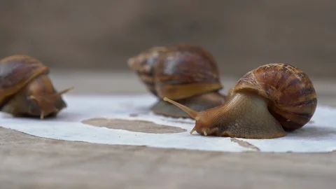 Closeup shot of group of snails on a white mask for the face shot on a wooden Stock Footage 117558747