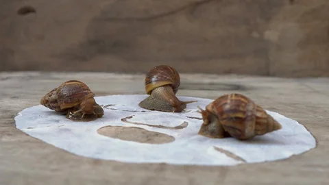 Closeup shot of group of snails on a white mask for the face shot on a wooden Stock Footage 117559997