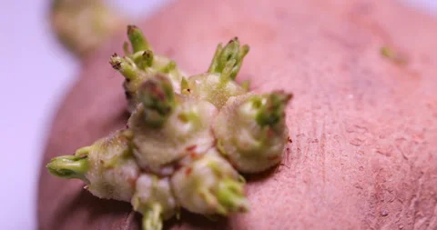 Closeup shot of a Growing Potato Stock Footage 296522091