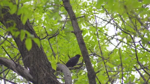 Closeup shot of growing trees under the sunlight in a park Stock Footage 130245658
