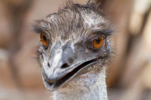 Closeup shot of a grumpy Emu bird Stock Photos