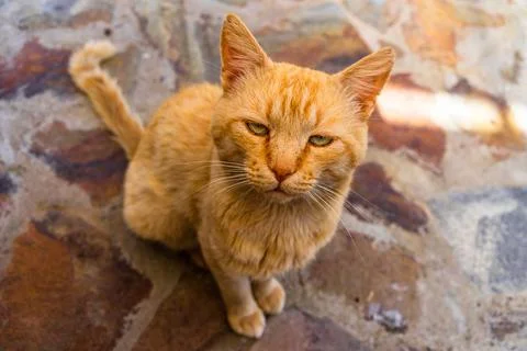 Closeup shot of a grumpy orange ginger cat sitting on a paved ground Stock Photos