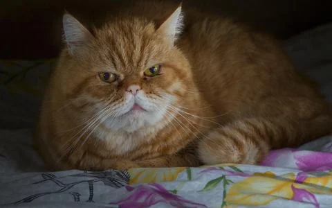 Closeup shot of a grumpy yellow cat on a floral fabric Stock Photos