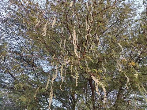 Closeup Shot Of Gum Arabic Tree ( Kikar, Babul ) Photos Stock Photos