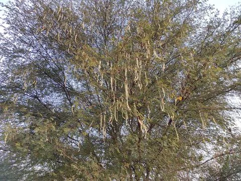 Closeup Shot Of Gum Arabic Tree ( Kikar, Babul ) Photos Stock Photos