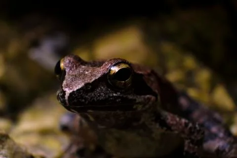 A closeup shot of the head of a frog with big eyes on blurred background Stock Photos