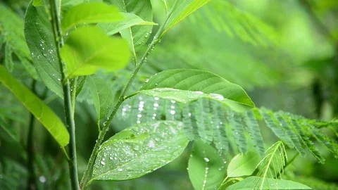 Closeup shot of heavy rain Stock Footage 76602070