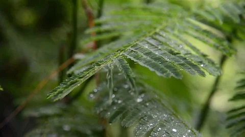 Closeup shot of heavy rain Stock Footage 76602207