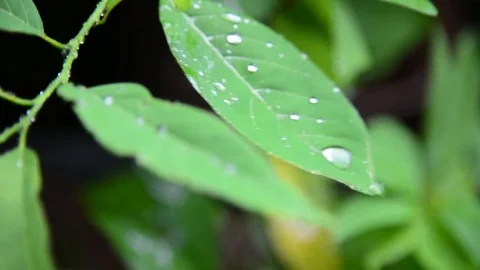 Closeup shot of heavy rain Stock Footage 76602279